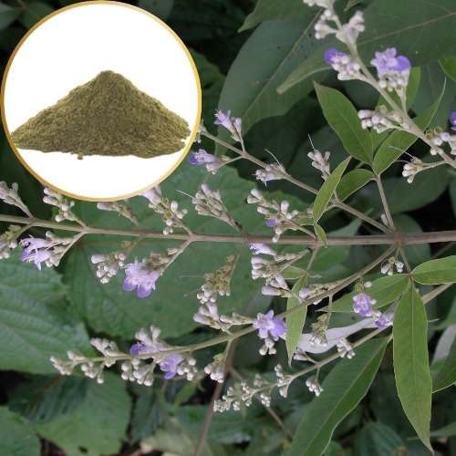 VITEX NEGUNDO